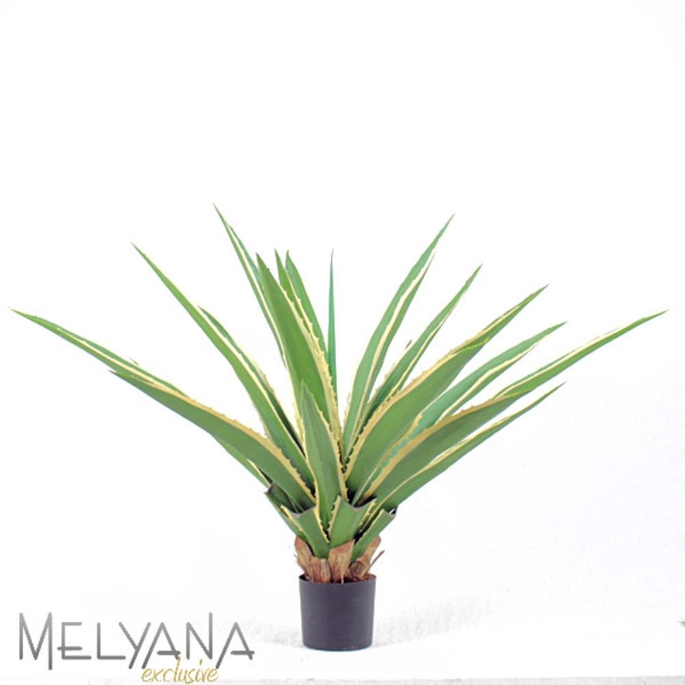Planta Permanente Melyana Agave Furcraea 1,20m 