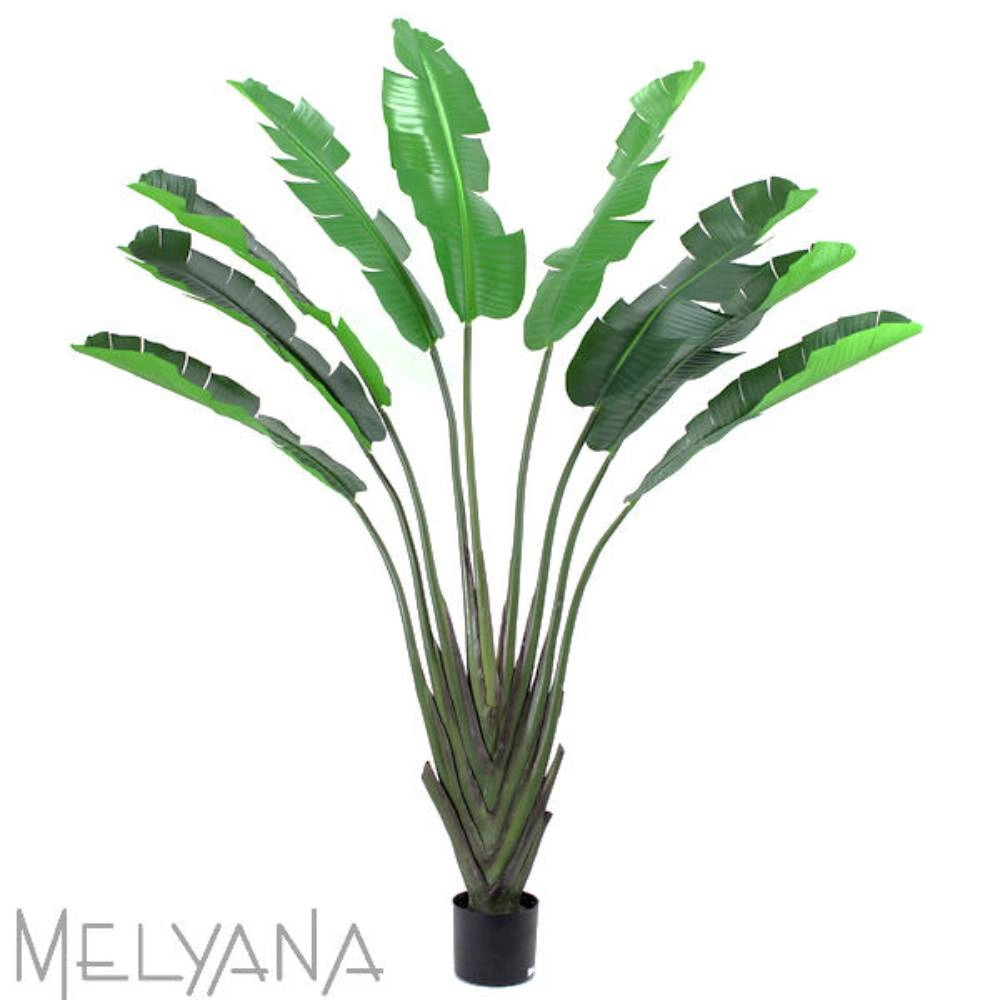 Planta Permanente Melyana Bananeira Leque 2,10 m