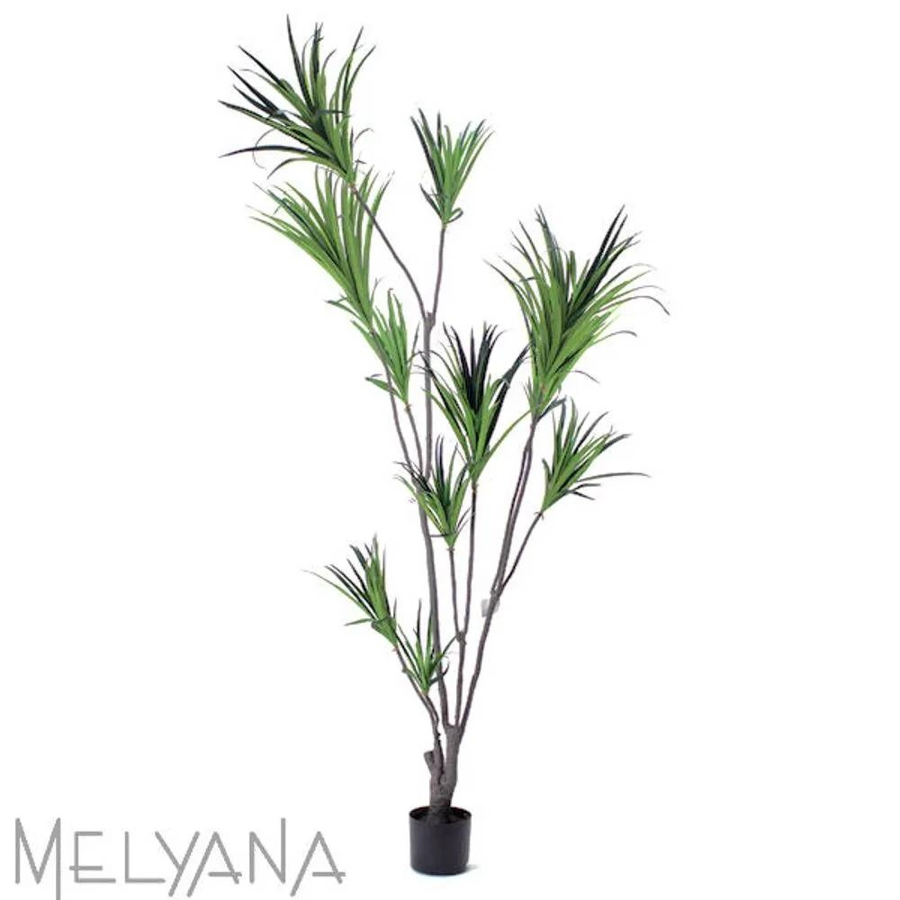 Planta Permanente Melyana Dracena 2,10m 