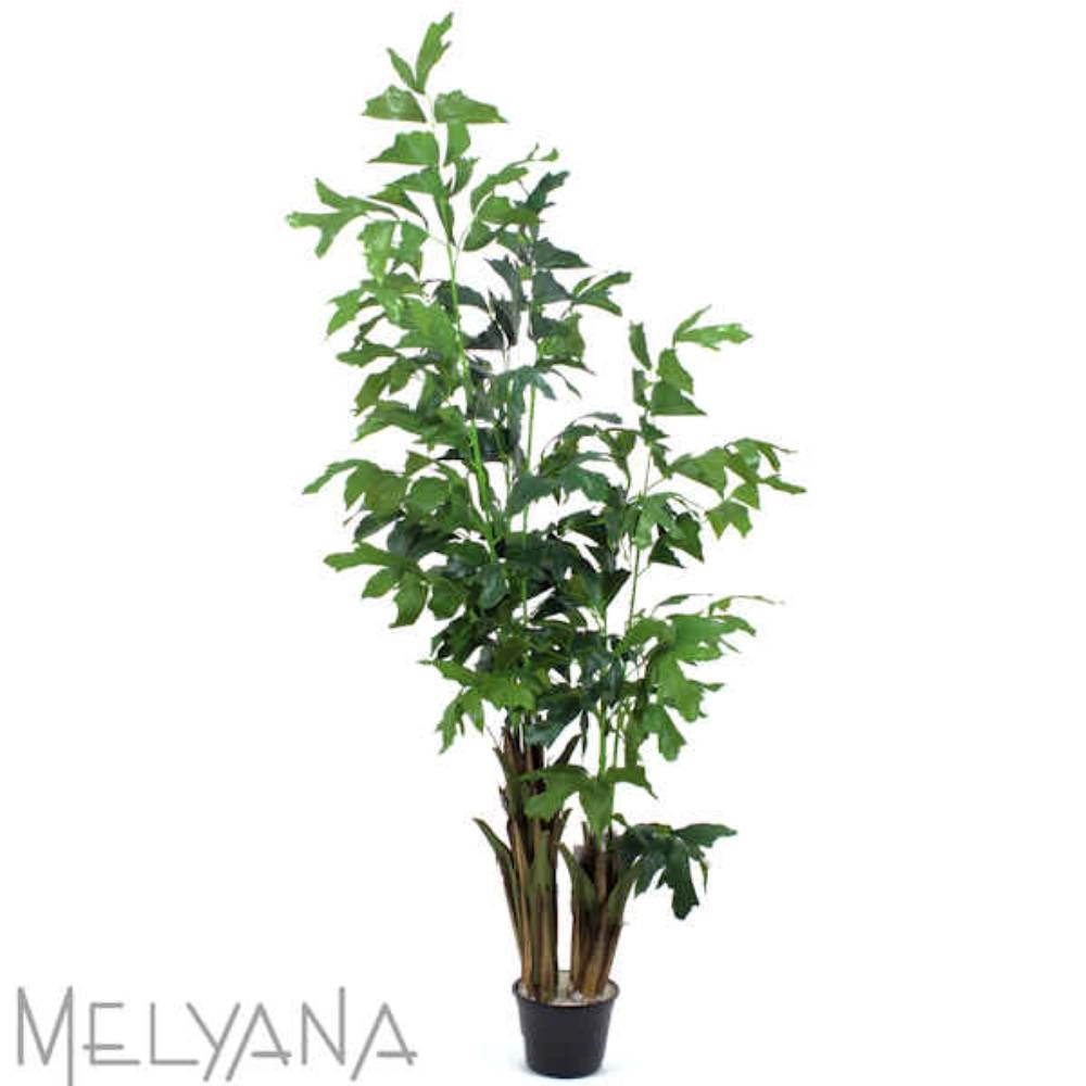 Planta Permanente Melyana Palmeira Cariota 1,80m