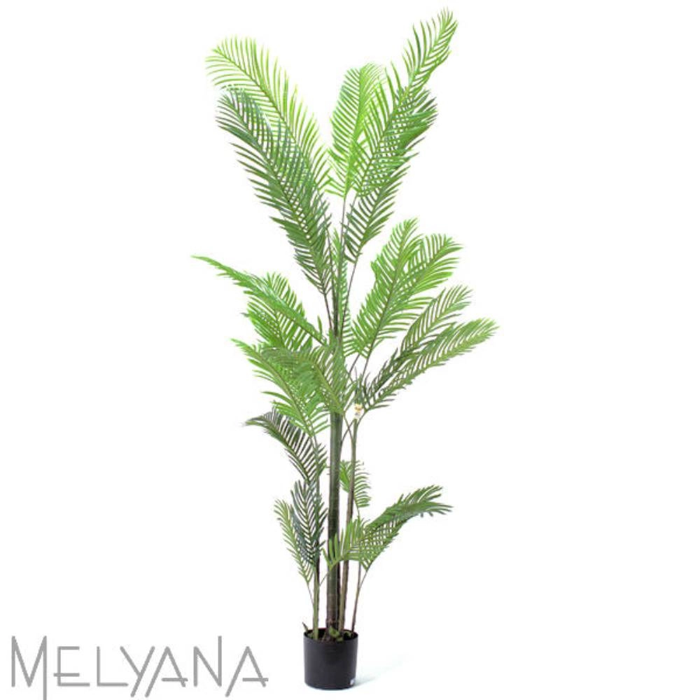 Planta Permanente Mellyana Areca 2,40m 